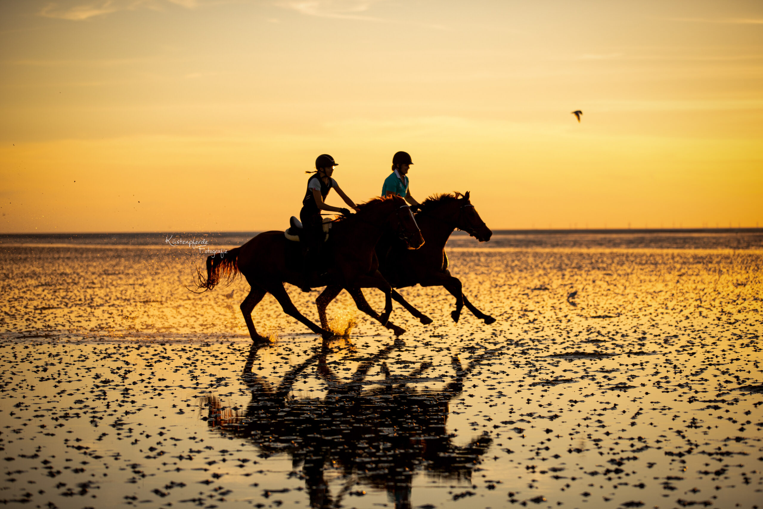 Pferdefotografie Cuxhaven Nordsee Bremerhaven Küstenpferde Fotografie Emotionale Pferdefotografie Bremen Niedersachsen Cuxland Geestland Pferde Watt Wattshooting Strandshooting North Sea Equineshooting